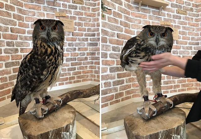 フクロウの足