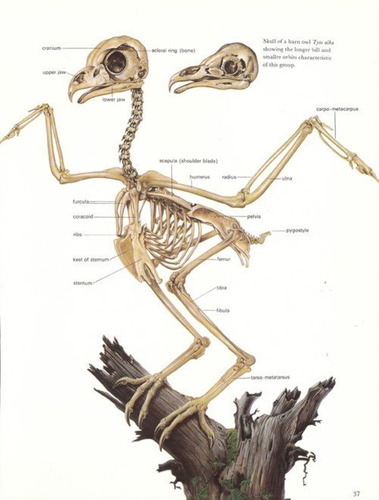 フクロウの国家う