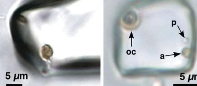 8億3000万歳の生物発見か？岩塩結晶に何かがある