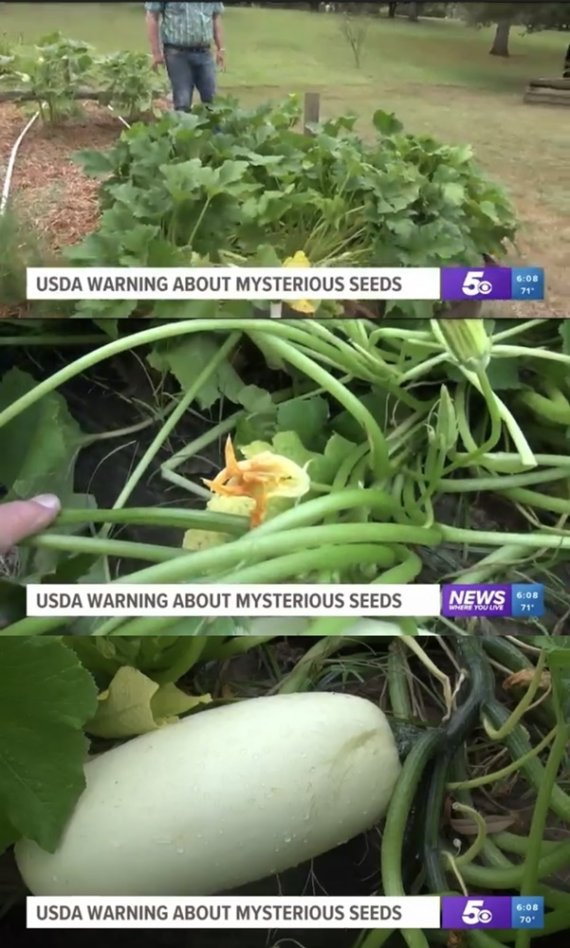 アメリカ人 中国から届いた種を植えてみた Zapzap 世界の面白いニュース アメリカ人 中国から届いた種を植えてみた Zapzap 世界の面白いニュース