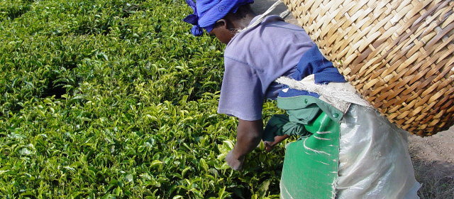 日々飲んでいるお茶、ティーバッグからは400種 虫の痕跡