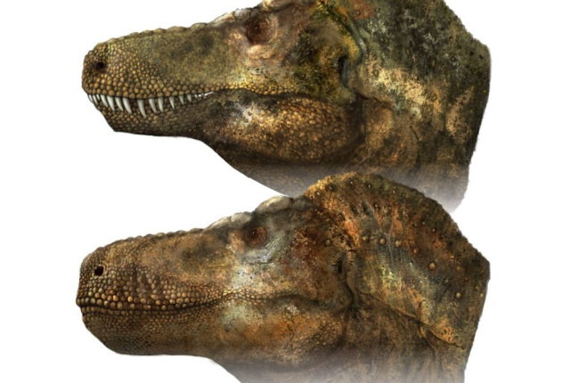 ティラノサウルスの口元1