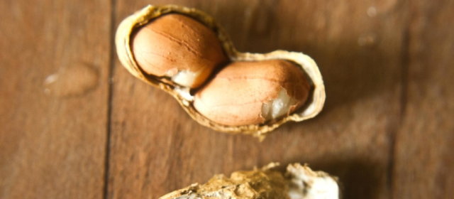 成人の大人、なぜピーナッツアレルギーになるのか？