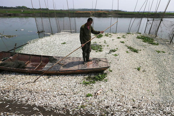 魚の大量死_4