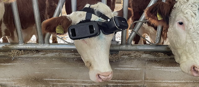 牛用VR1