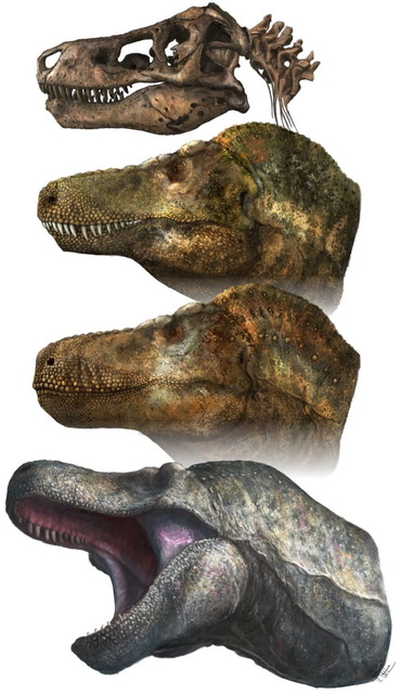 ティラノサウルスの口元