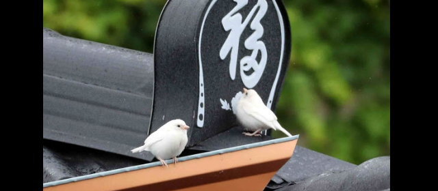 韓国白スズメ