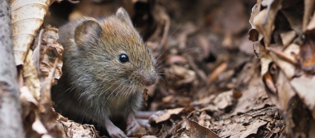 欧州の野ネズミから『新しい』新型コロナ見つかる