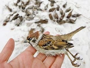 米を食べて死んだとするスズメ