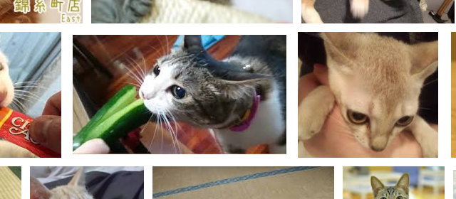 ねこ