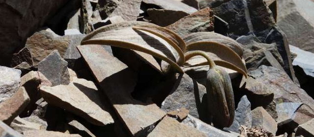 人間が原因で擬態を見つけた植物