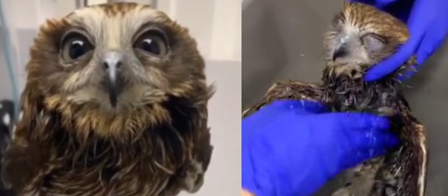 フクロウのお風呂_5