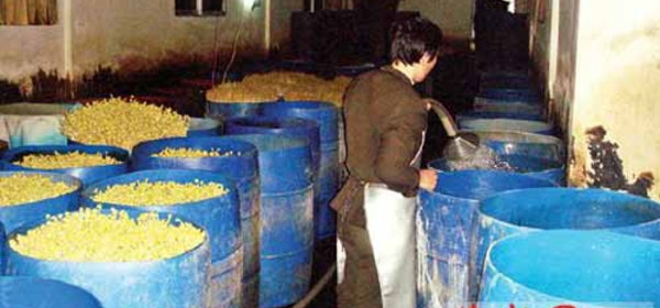 毒モヤシ加工工場