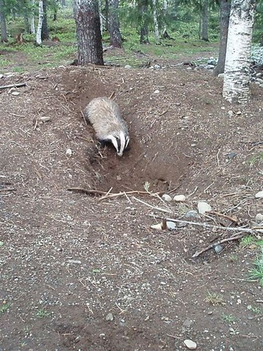 アナグマの巣