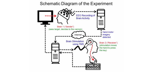 ワシントン大学の脳研究