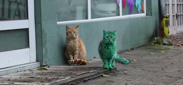 緑色の猫