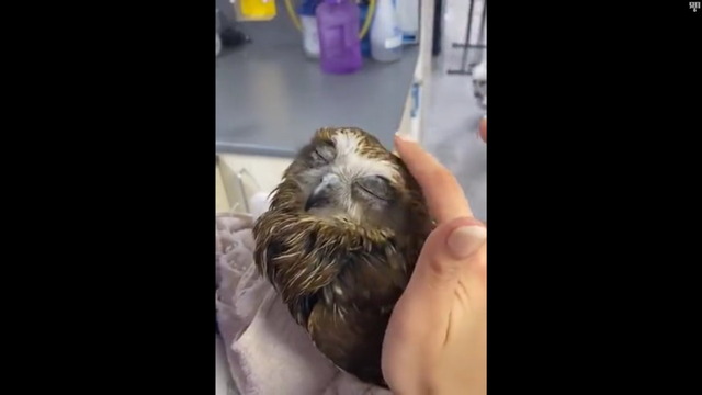 フクロウのお風呂_4