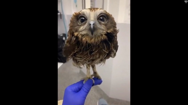フクロウのお風呂_1