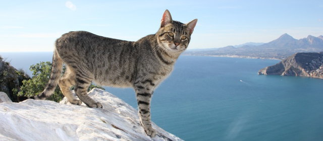 image_9