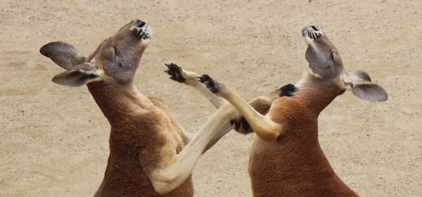 カンガルーと飼育員