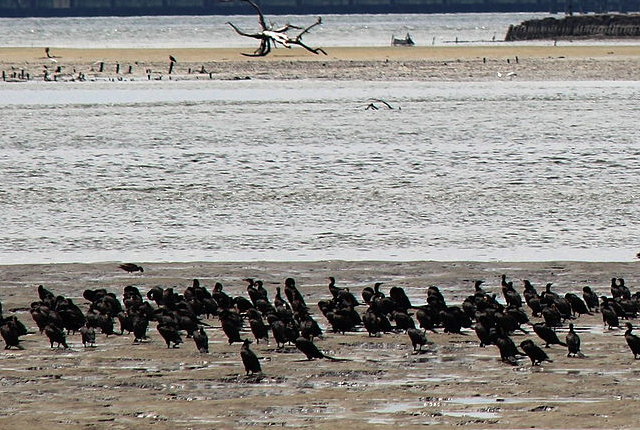 渡り鳥カワウ、住み着いた島の草木が枯れ果てる