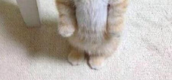ねこ