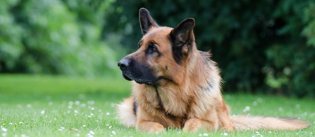 ロシアの犬の名前、政治家で多いのはトランプ