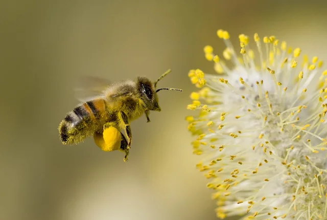 蜂などの大量死、人の手が及ばない自然界でも発生していた―米国農務省