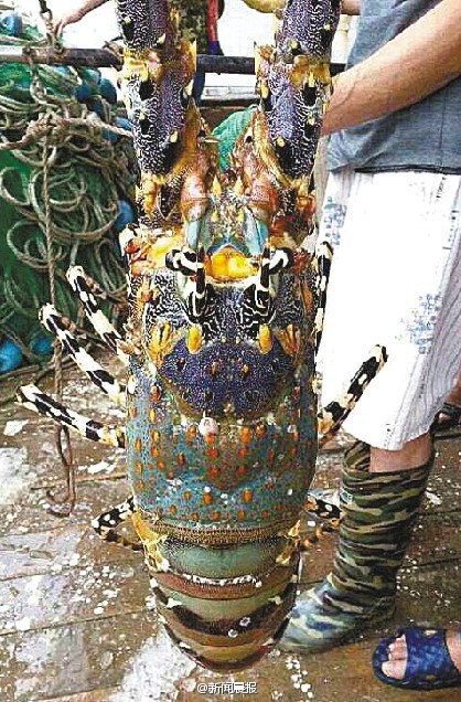 中国でモンスターレベルの エビ 捕獲される Zapzap 世界の面白いニュース 中国でモンスターレベルの エビ 捕獲される Zapzap 世界の面白いニュース