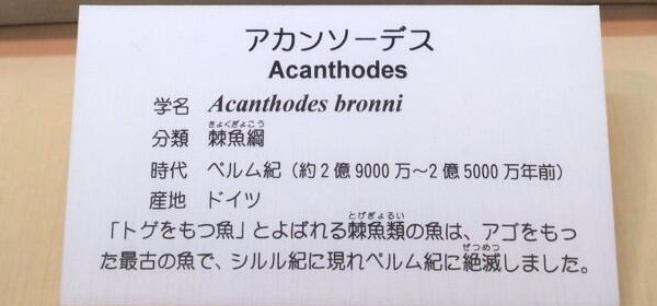 アカンソーデス