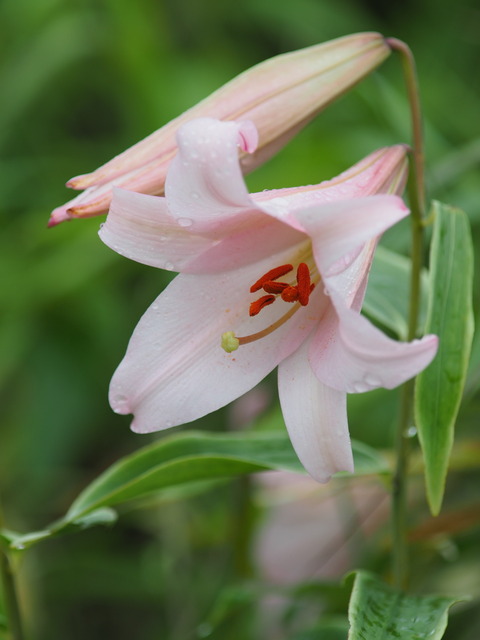 P7130026
