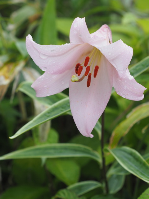 P7130073
