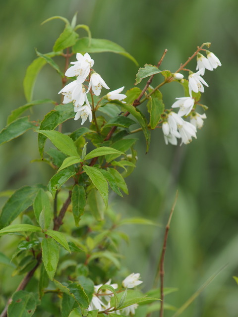 P7130038