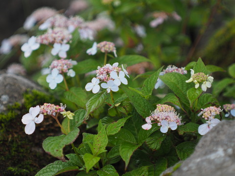 P7130076
