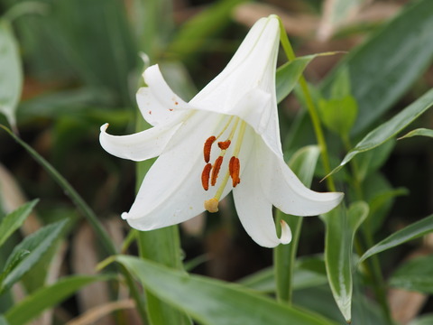 P7130029