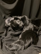gr 18 きつね黒