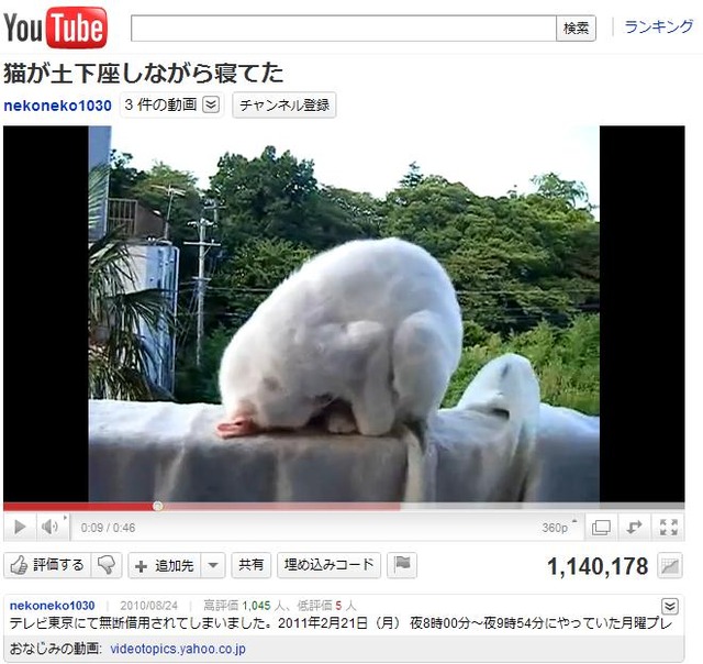 猫土下座