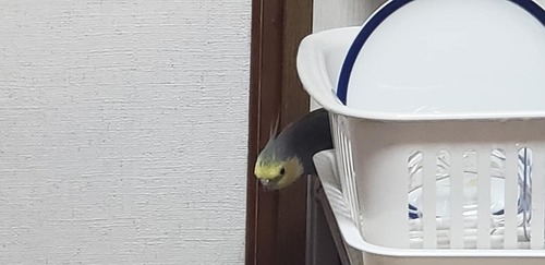 49179451_1608085115960785_5619242001259036672_o[1]