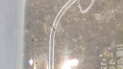 IMAG2641