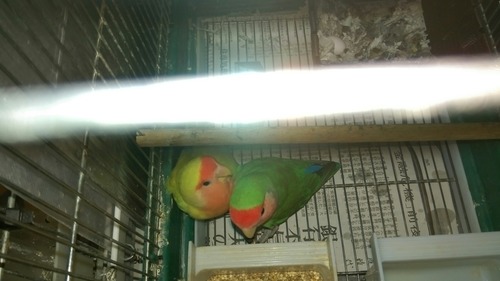 IMAG5234