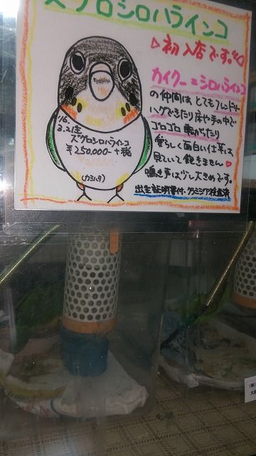 IMAG2978