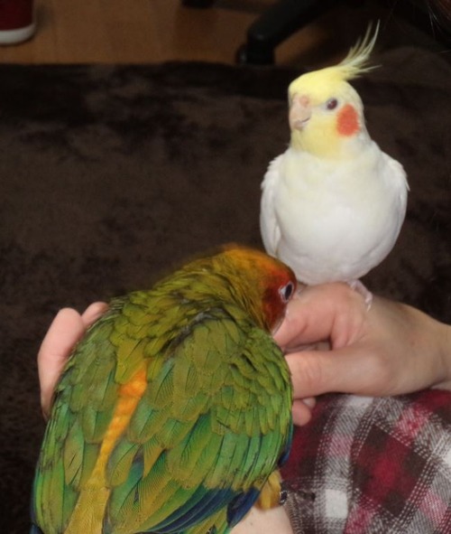 キャプチャ