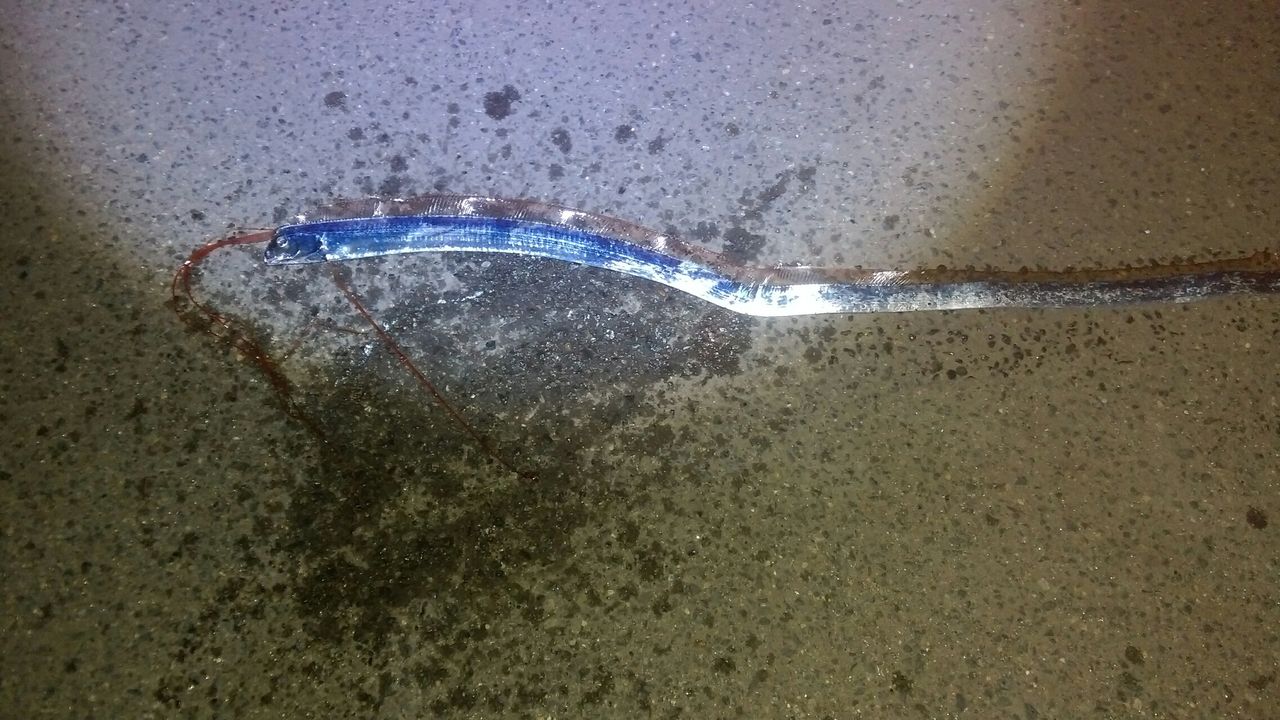 リュウグウノツカイ ｷﾀ ﾟ ﾟ 疑似餌工房 座敷童子 別館