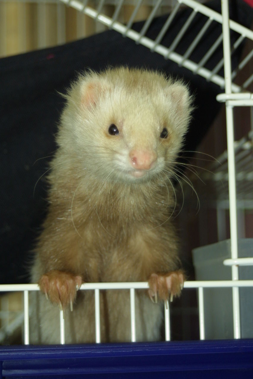 細長い生き物6選 共通点を考察してみた Zassh 細長い生き物6選 共通点を考察してみた Zassh