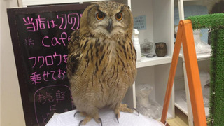 ku-bigpic