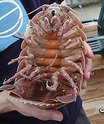 230px-Giant_isopod
