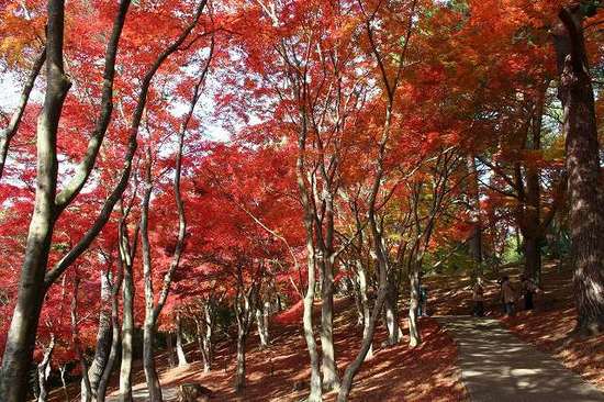 momiji6420-thumb-550x550-642