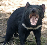 158px-Tasdevil_large[1]