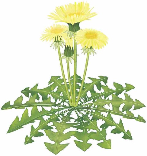 花の名前と物語 イラスト雑記帳 花の名前と物語 イラスト雑記帳