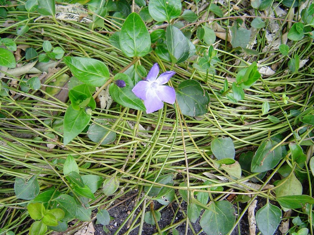 ツルニチニチソウ 綺麗な花には毒がある 雑草をめぐる物語 ツルニチニチソウ 綺麗な花には毒がある 雑草をめぐる物語